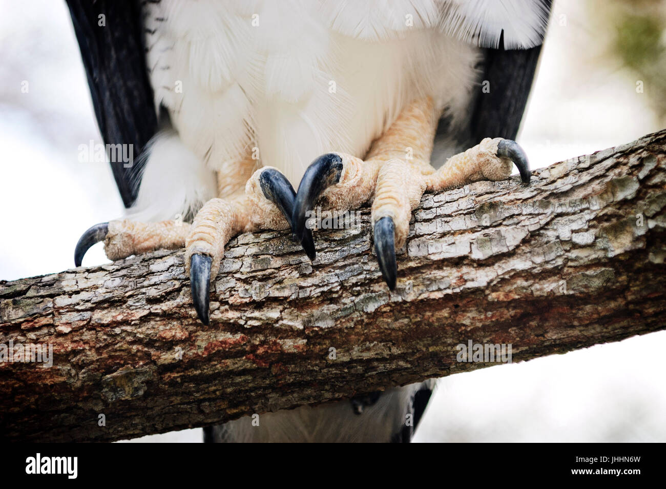 Harpy eagle talons Stock Photo - Alamy