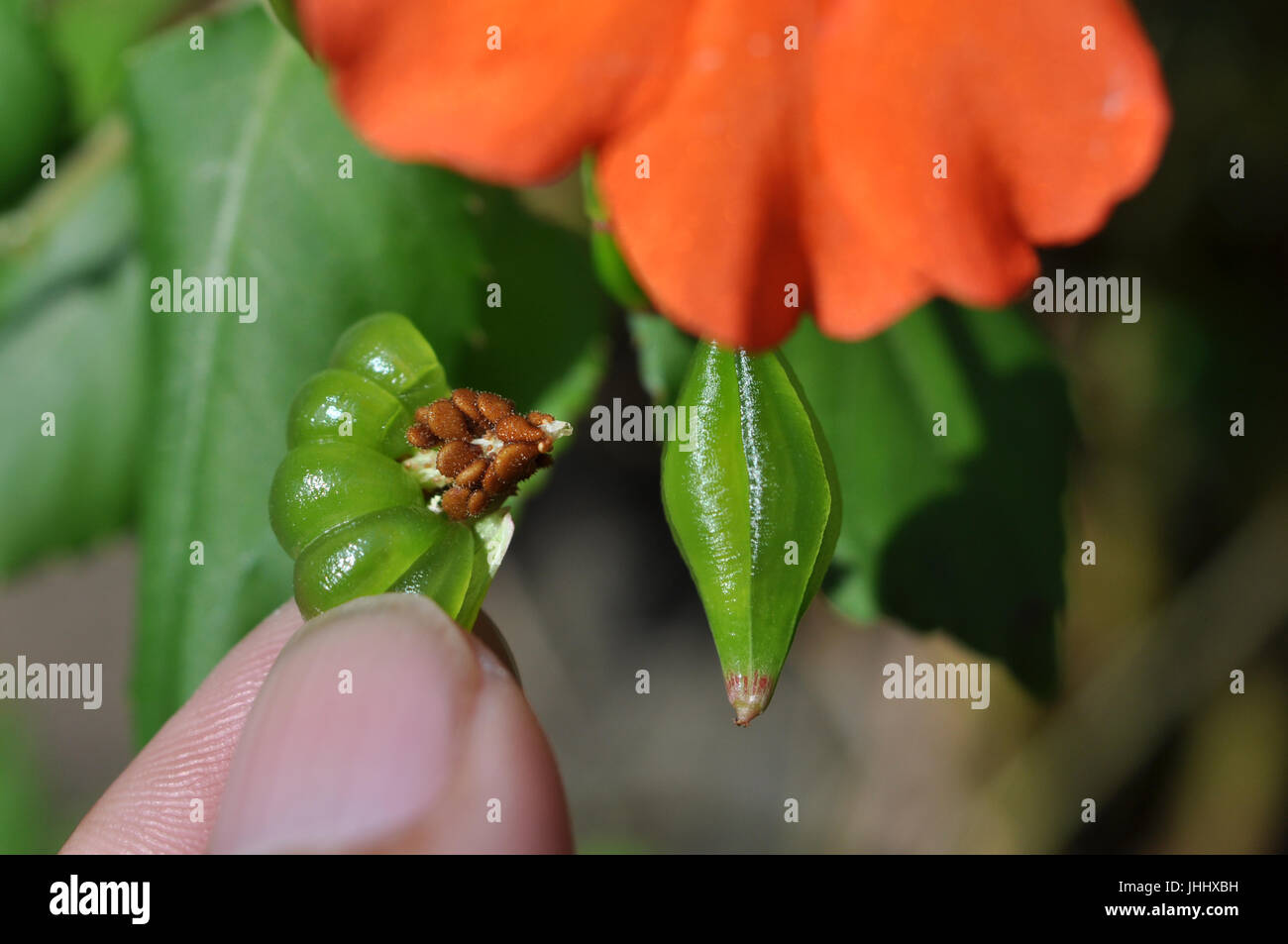 Impatiens Flower Seed Stock Photo - Alamy