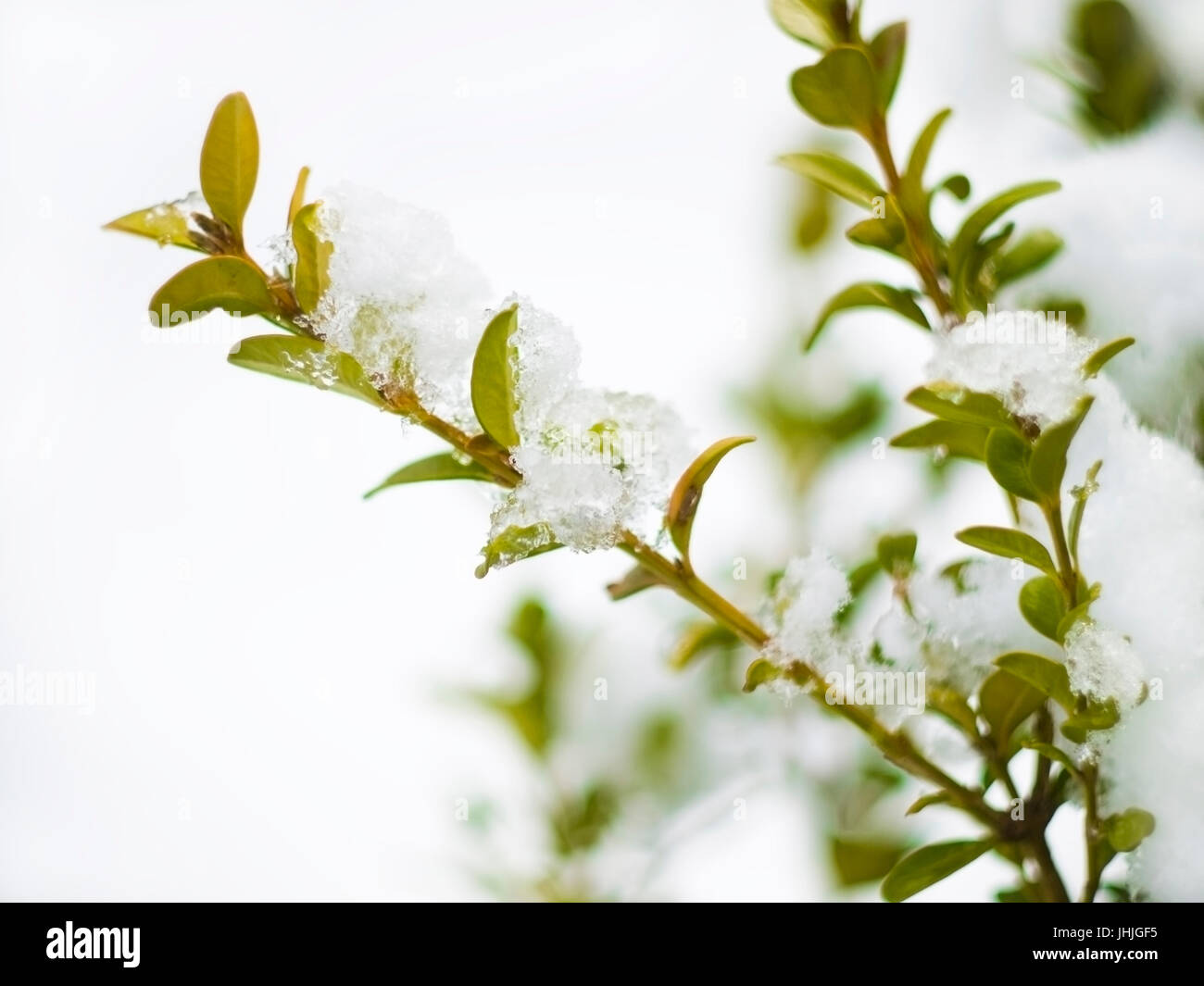 branches with green leave covered with snow and ice, Daegu Stock Photo