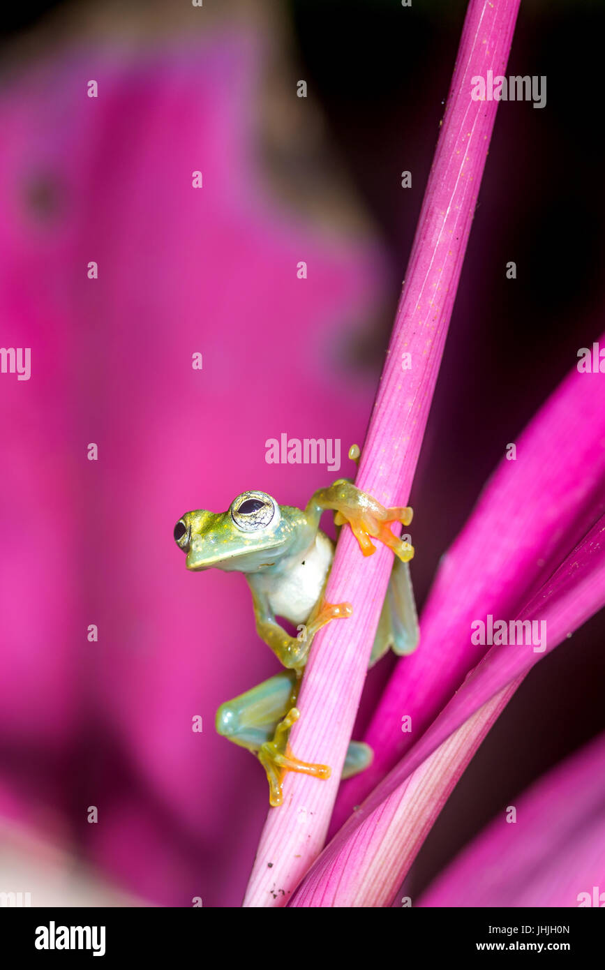 Spotted Glass Frog, “Sachatamia albomaculata”-Sarapiqui, Costa Rica Stock Photo