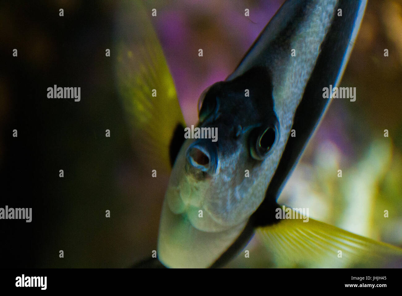 A fish looks at the camera Stock Photo Alamy