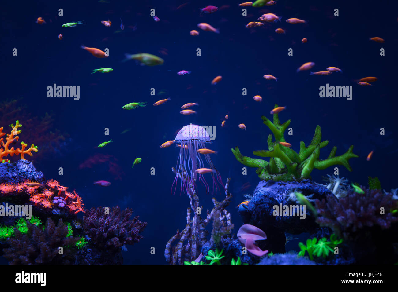 eautiful jellyfish swims under water among coral small fishes and corals Stock Photo