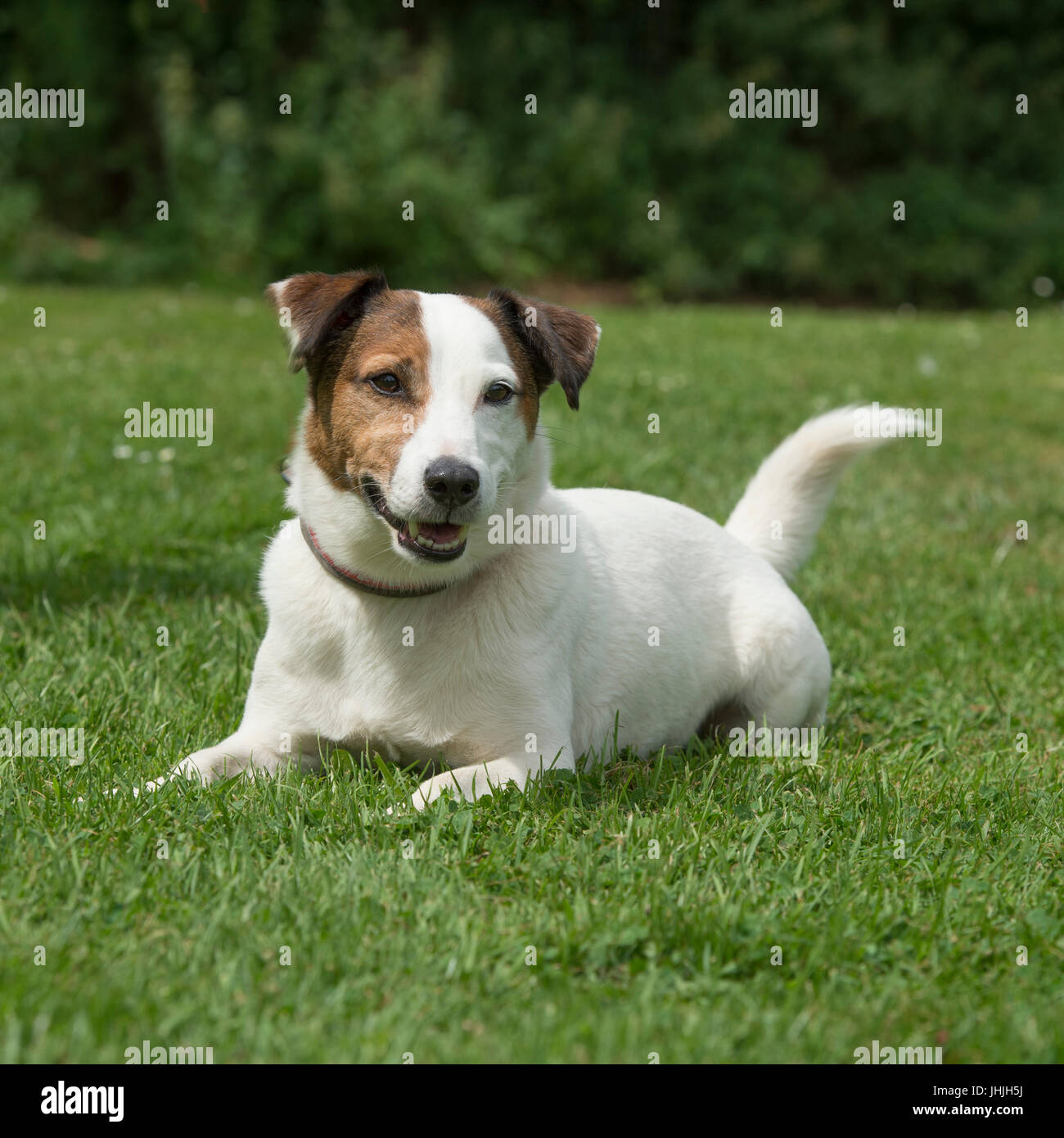 Scruffy Jack Russell High Resolution Stock Photography and Images - Alamy