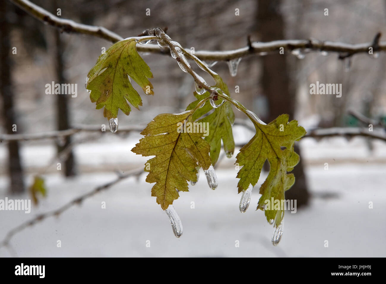 Beautiful ice drops froze on the leaves. After the icy rain. Weather phenomenon. Stock Photo