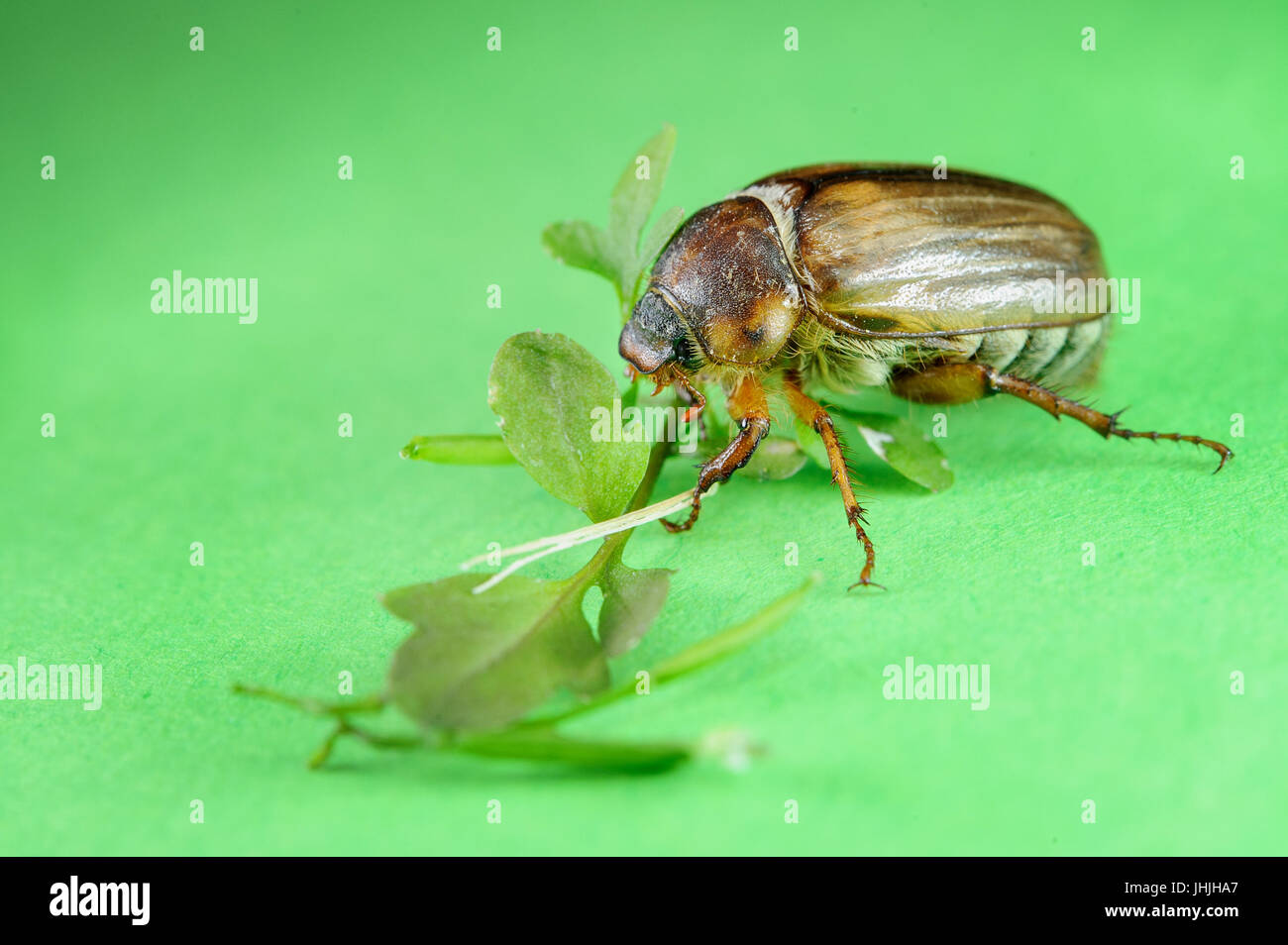 Closeup view on common cockchafer from side view on green background with leaves. Nature pest. European beetle Stock Photo