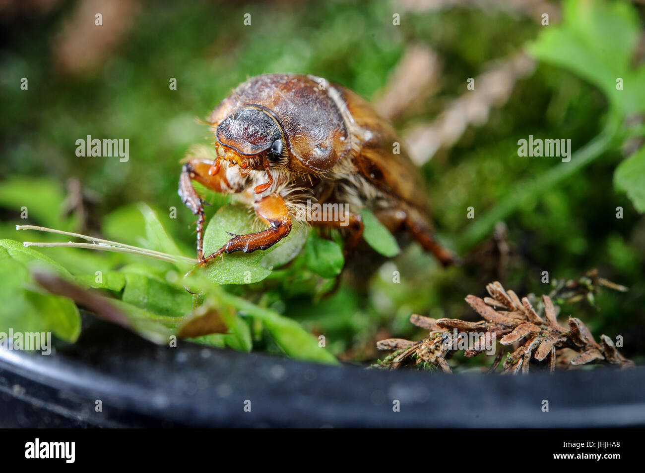 European beetle. Common chafer on green grass. Dangerous pest in the garden Stock Photo