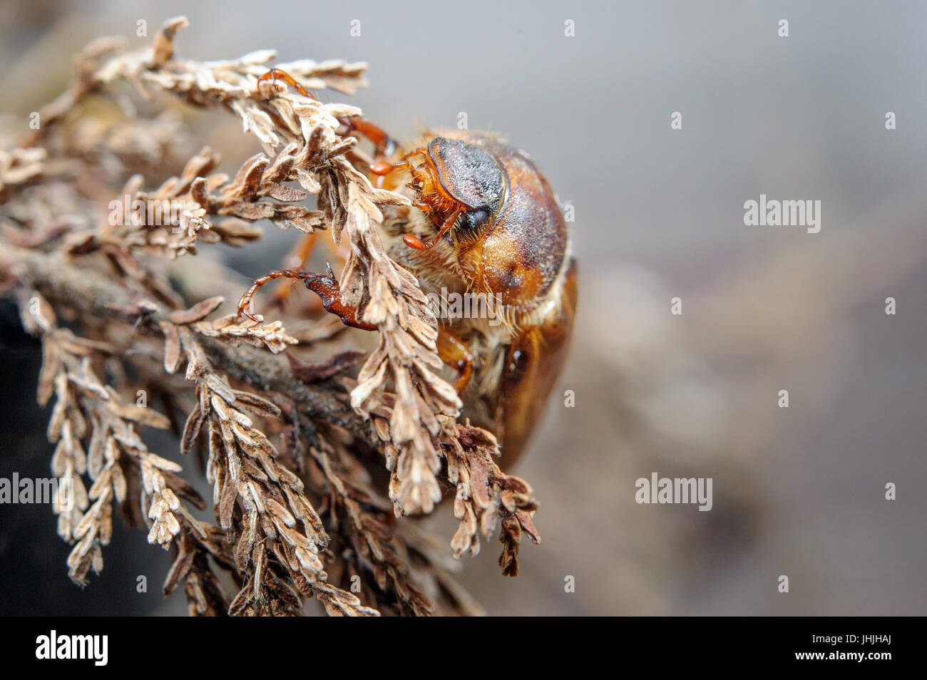 Common cockchafer on dried plant. European beetle. Invertebrate pest in backlight from closeup front view Stock Photo