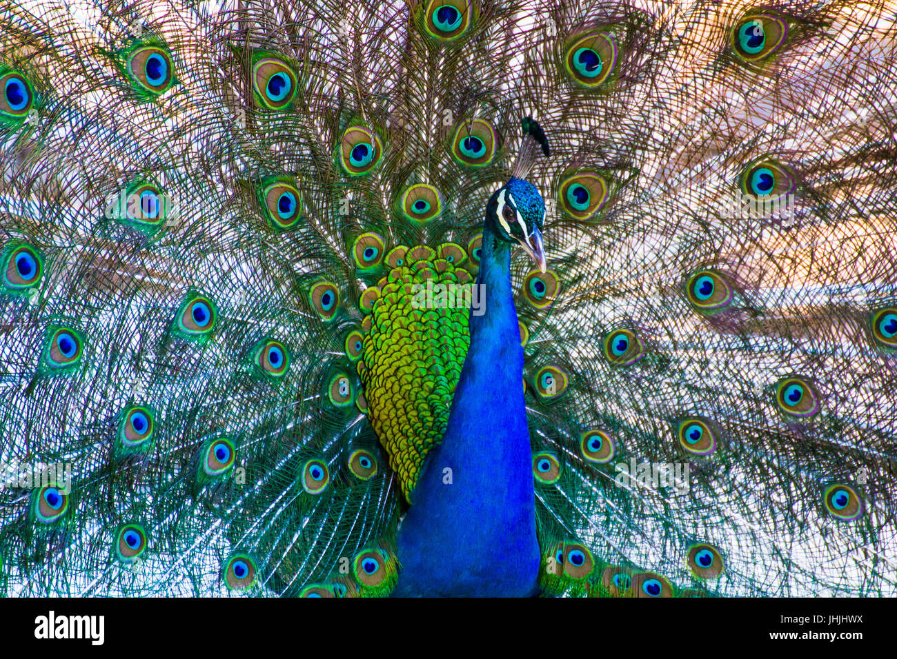 A male Peacock displaying Stock Photo