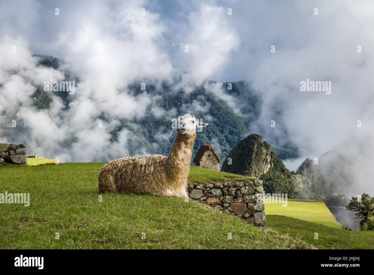 Llamas at Machu Picchu Inca Ruins - Sacred Valley, Peru Stock Photo