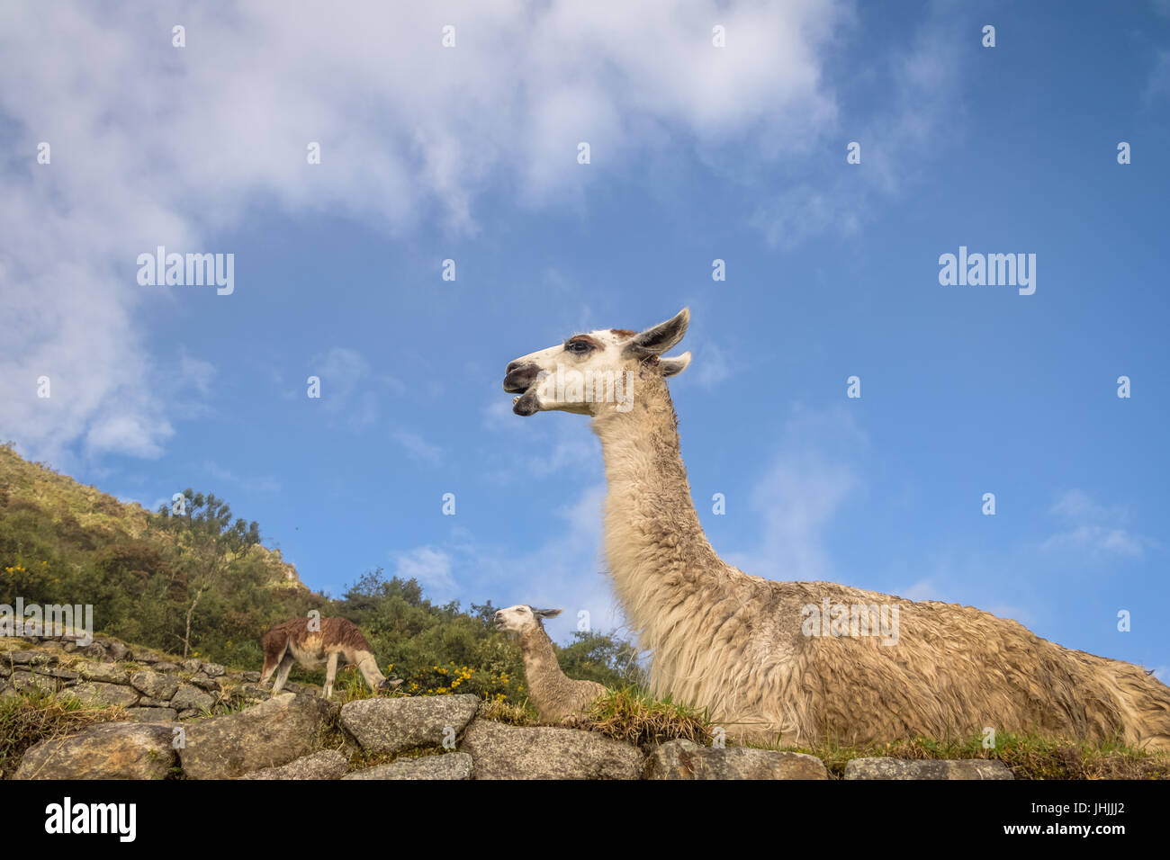 Llamas at Machu Picchu Inca Ruins - Sacred Valley, Peru Stock Photo