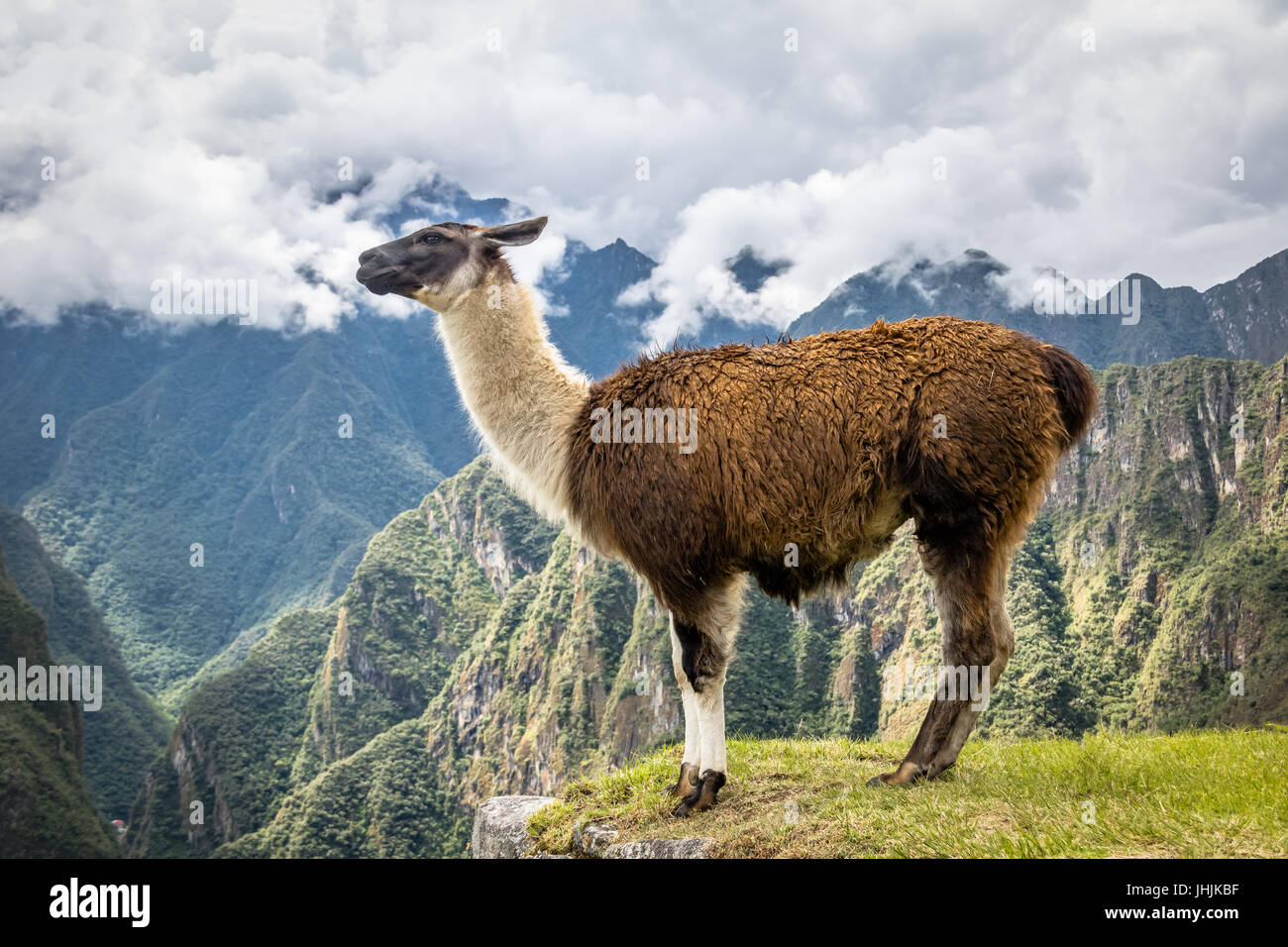 Llamas at Machu Picchu Inca Ruins Sacred Valley, Peru Stock Photo Alamy