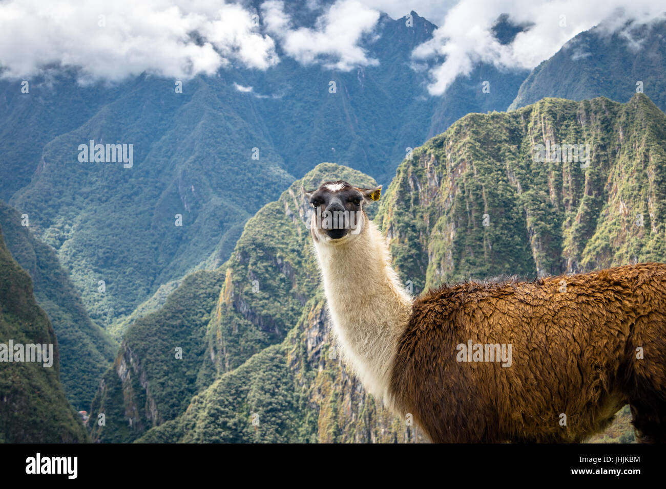 Machu Picchu Llama: The Inca Trail of the Sacred Llamas