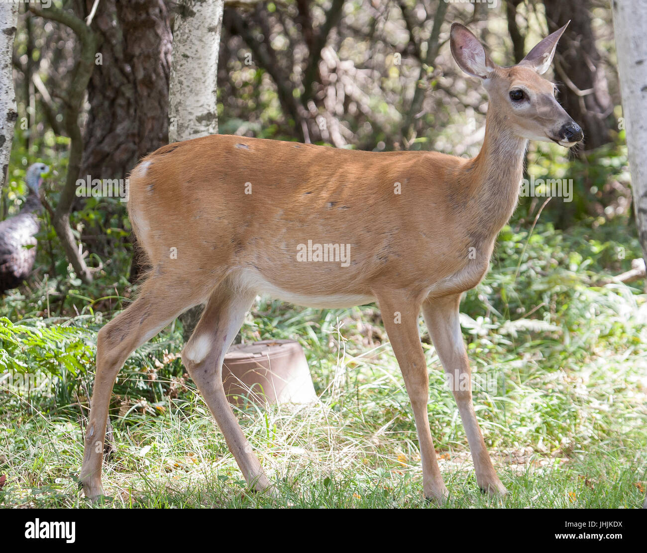 Deer Whitetail Doe Close Up Photo Stock Photo