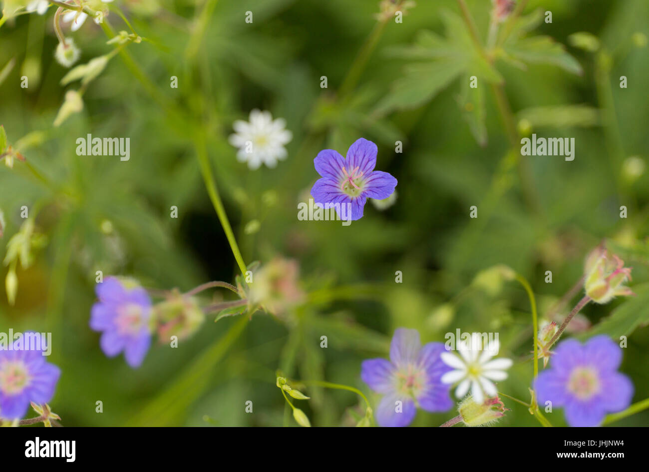 Summer blue wild flower on green blur background Stock Photo