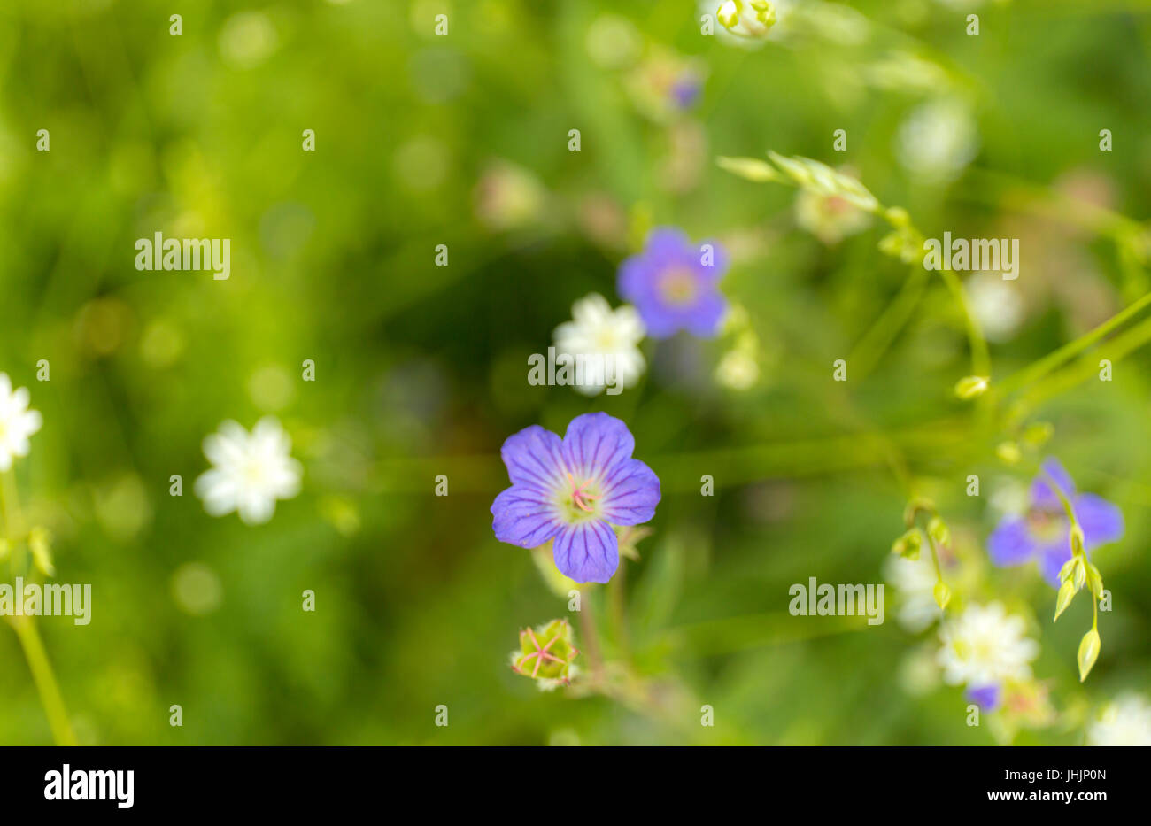Summer blue and white wild flowers on green blur background. Stock Photo