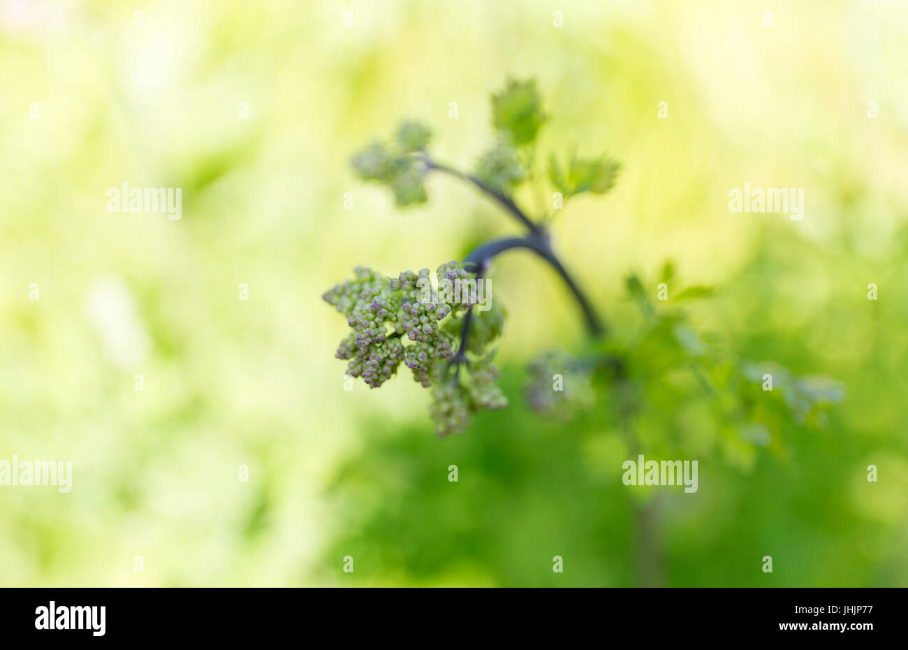Summer wild flowers on green blur background. Stock Photo