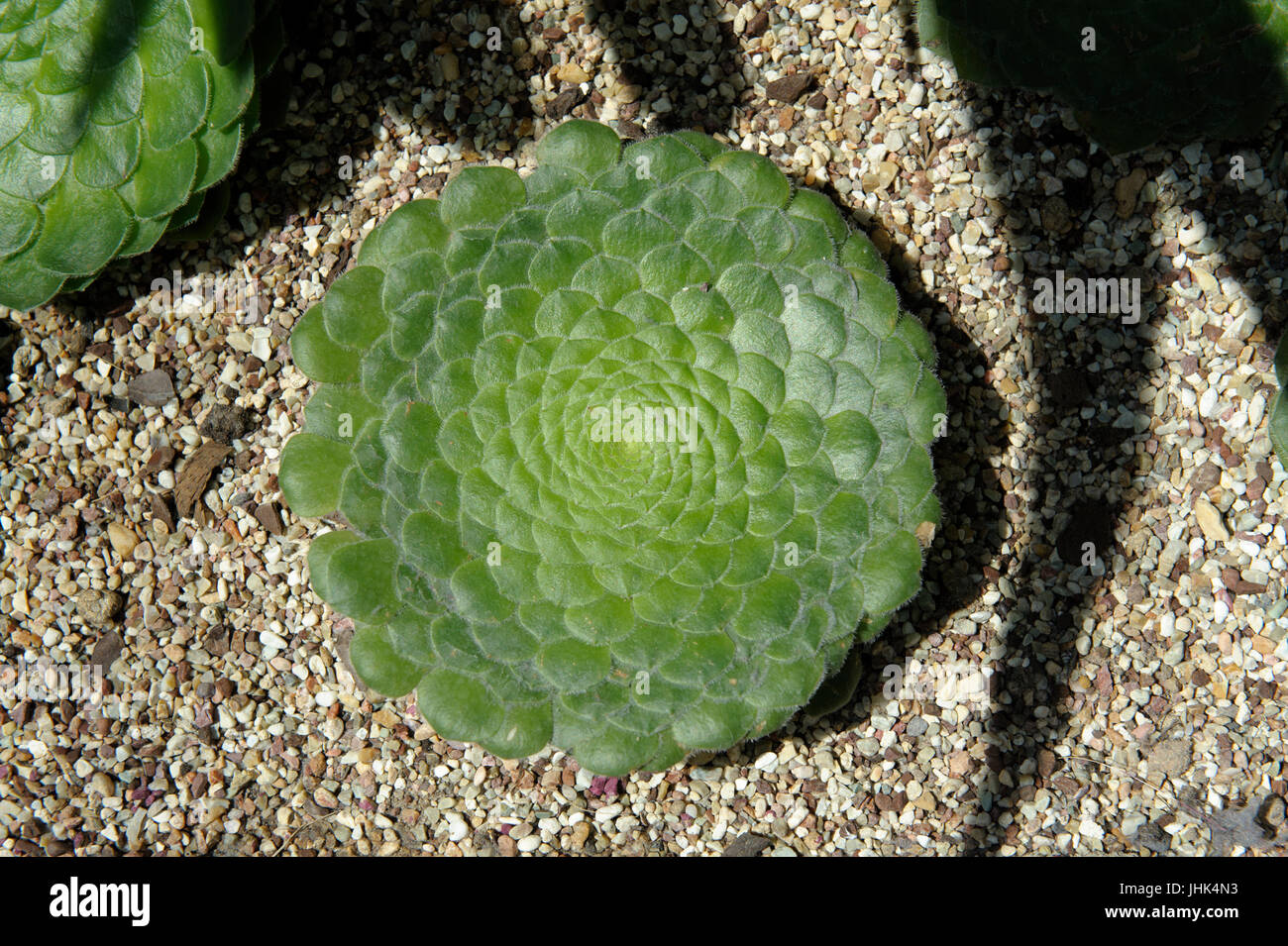 Flat topped Aeonium (Aeonium tabuliforme). Stock Photo