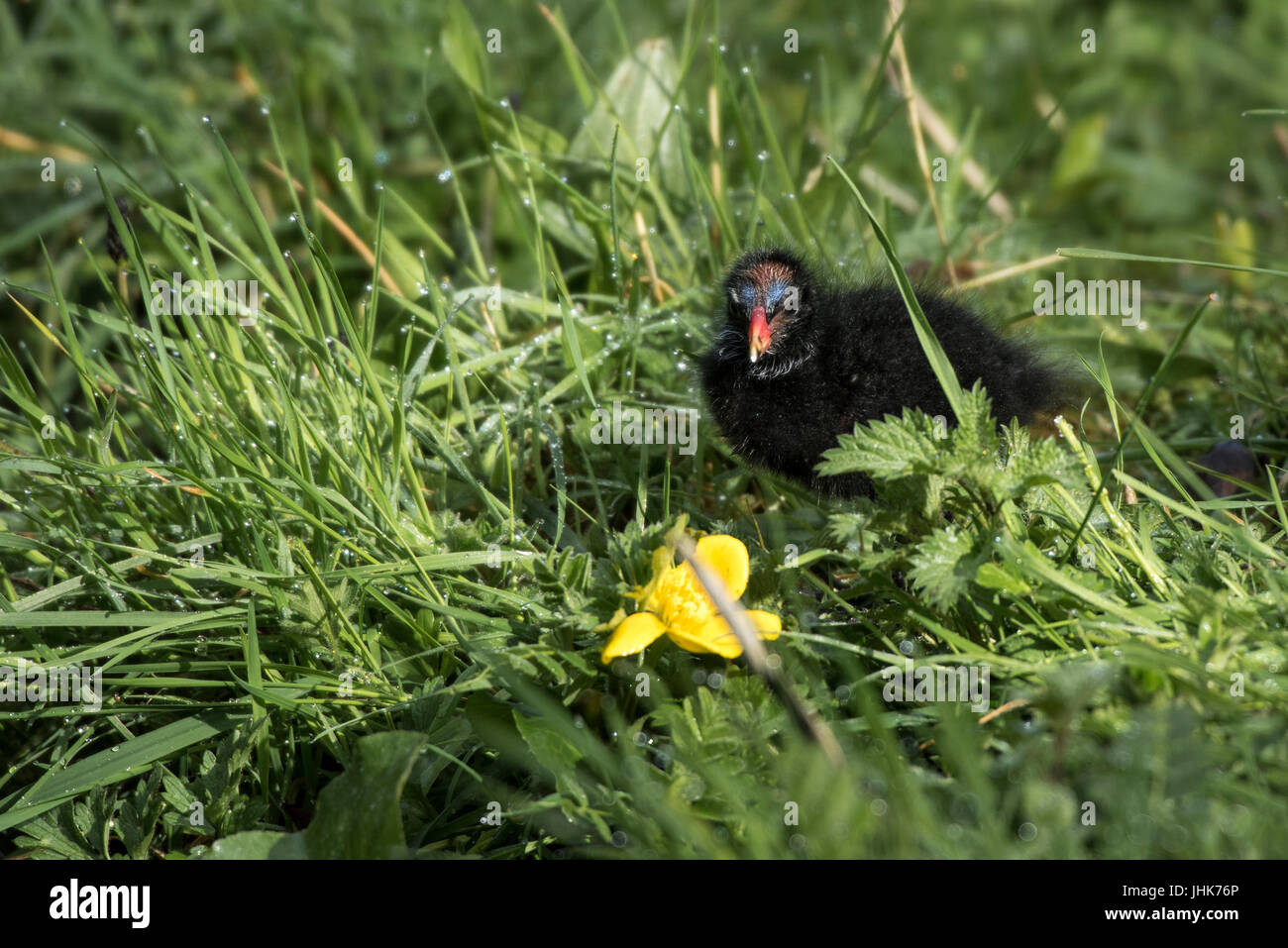 Moorhen chick skulking in dew covered grass close to a bright yellow buttercup flower brightly lit against a soft out of focus background. Stock Photo
