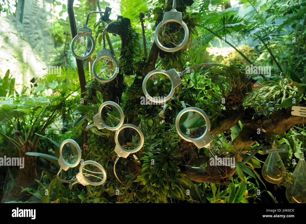 Magnifying glasses provided for viewers to look more closely at orchid flowers. Cloud Forest, Gardens by the Bay, Singapore Stock Photo