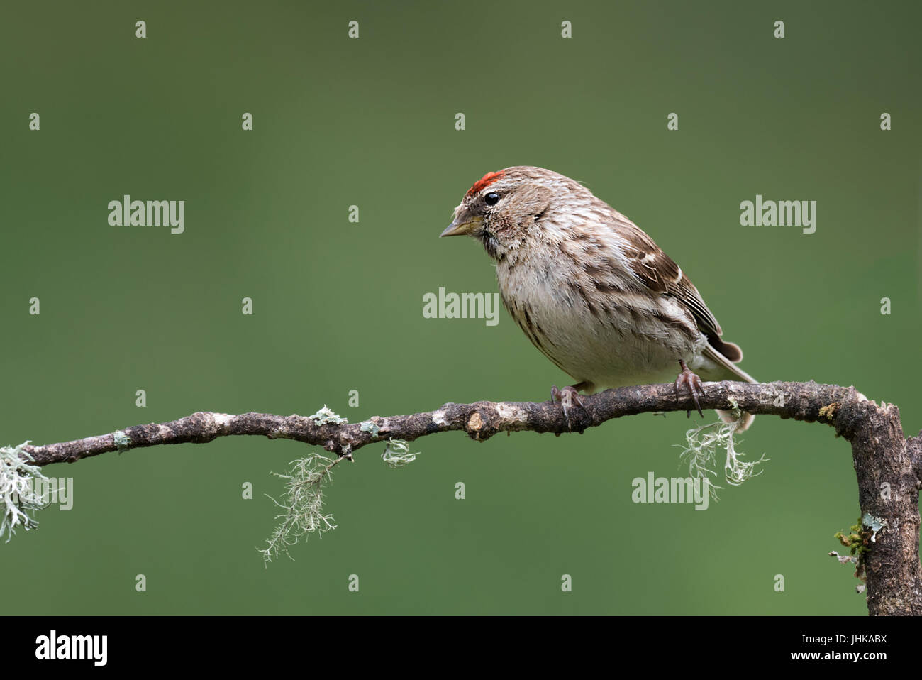 A close portrait of a lesser redpoll perched on a branch and looking left Stock Photo