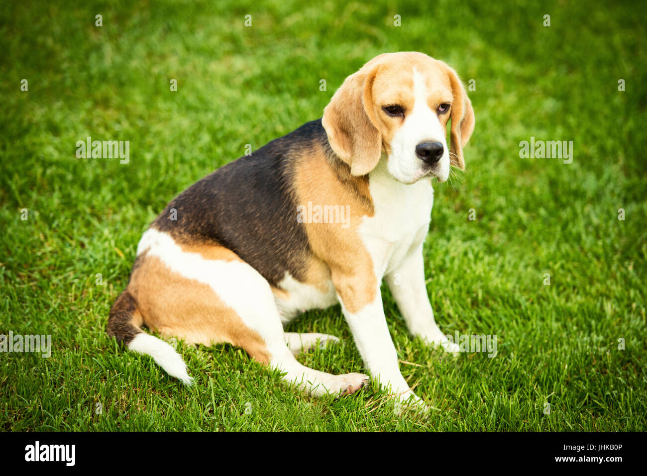 A beagle dog lying on a green grass Stock Photo - Alamy