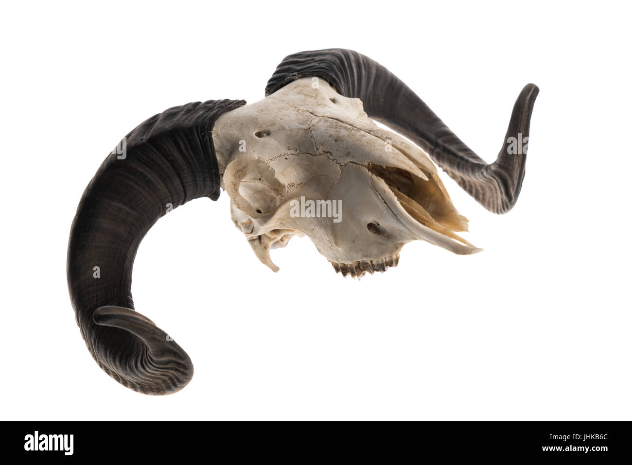 Side view of a ram skull with horns, isolated on white background Stock Photo