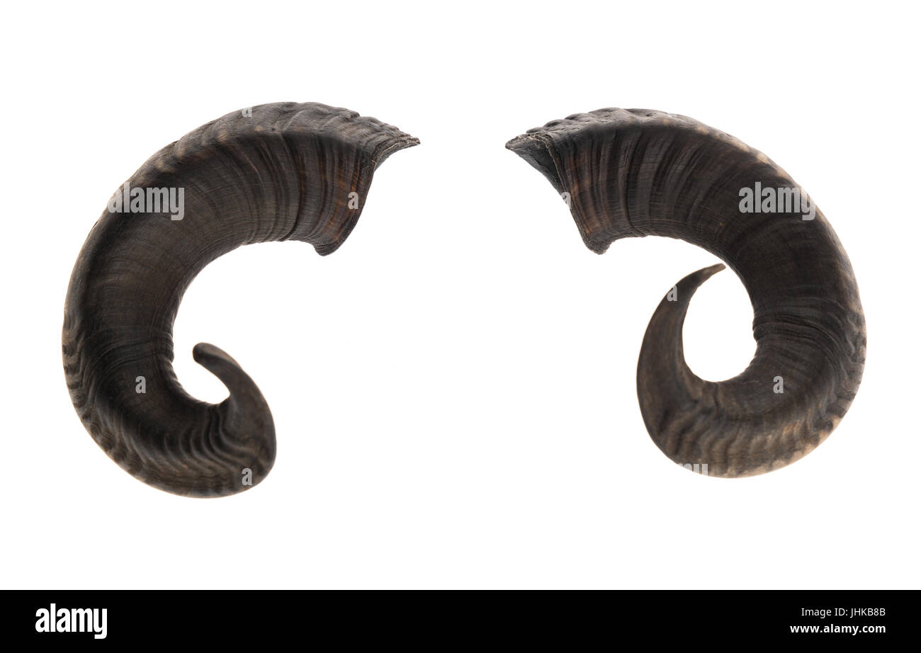 Pair of ram horns, isolated on white background Stock Photo