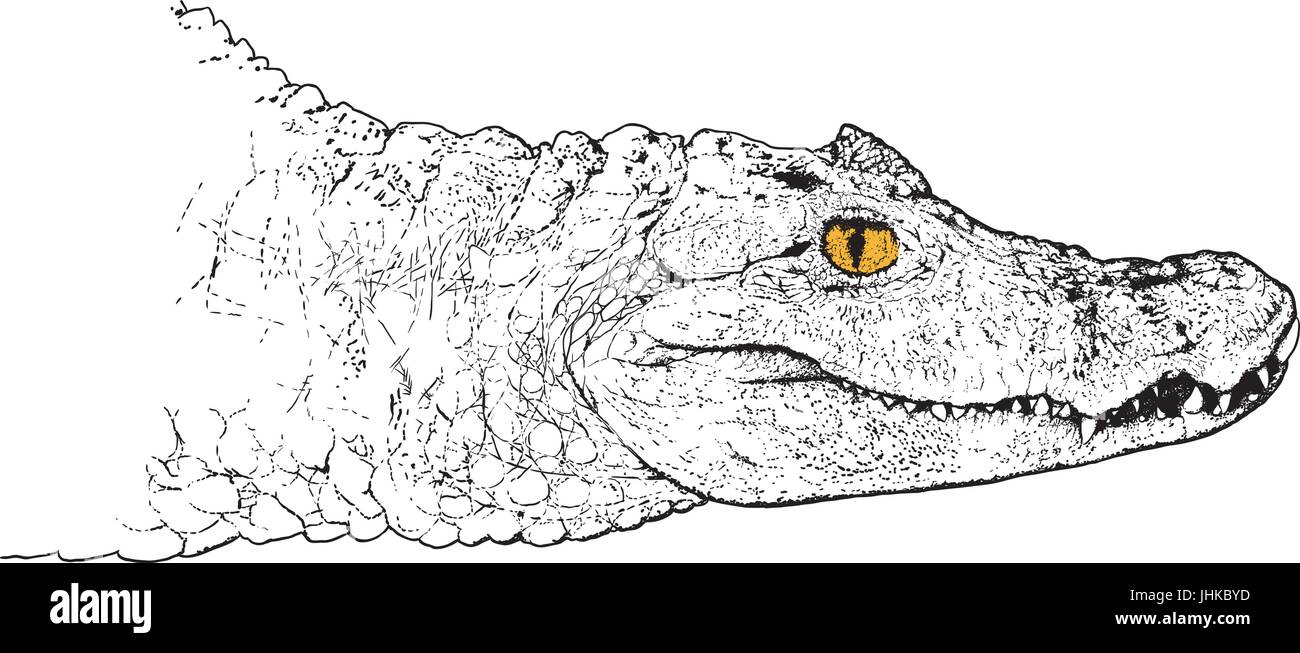 crocodile head Stock Vector