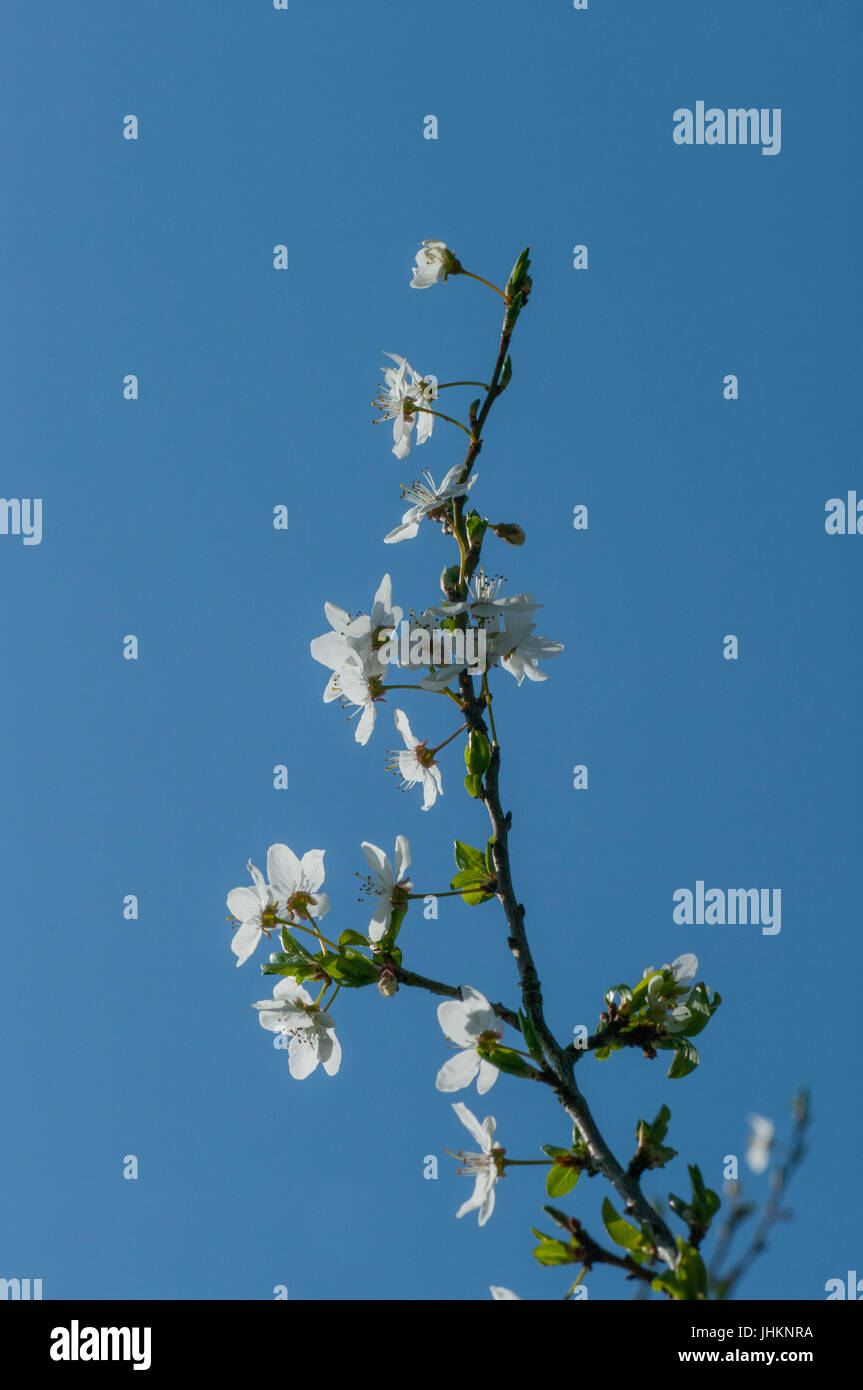Plum blossom, white flowers, close up foto Stock Photo