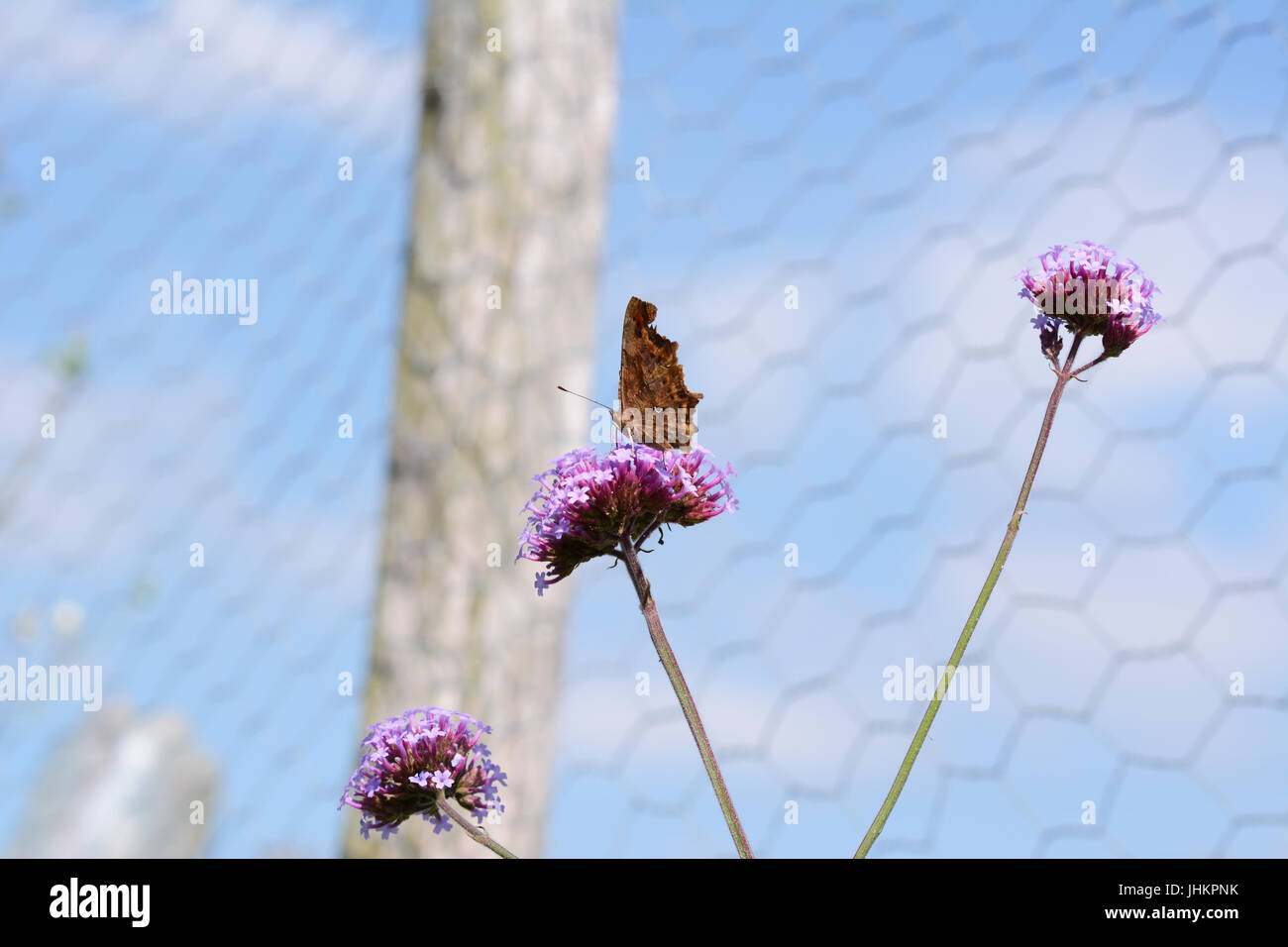 Comma butterfly stands with closed wings on a long-stemmed verbena flower against blue sky Stock Photo