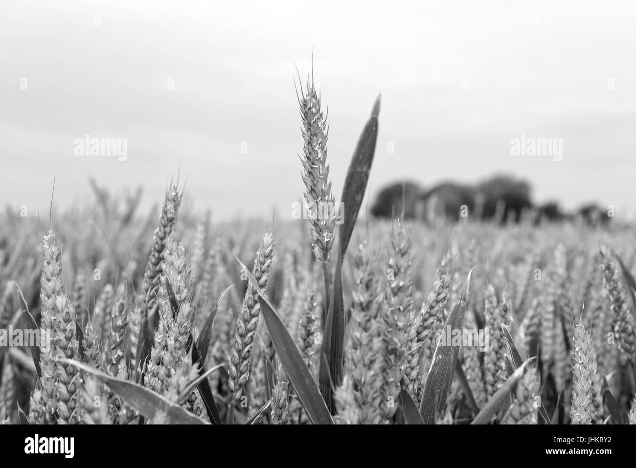 barley crop on an irish farm Stock Photo