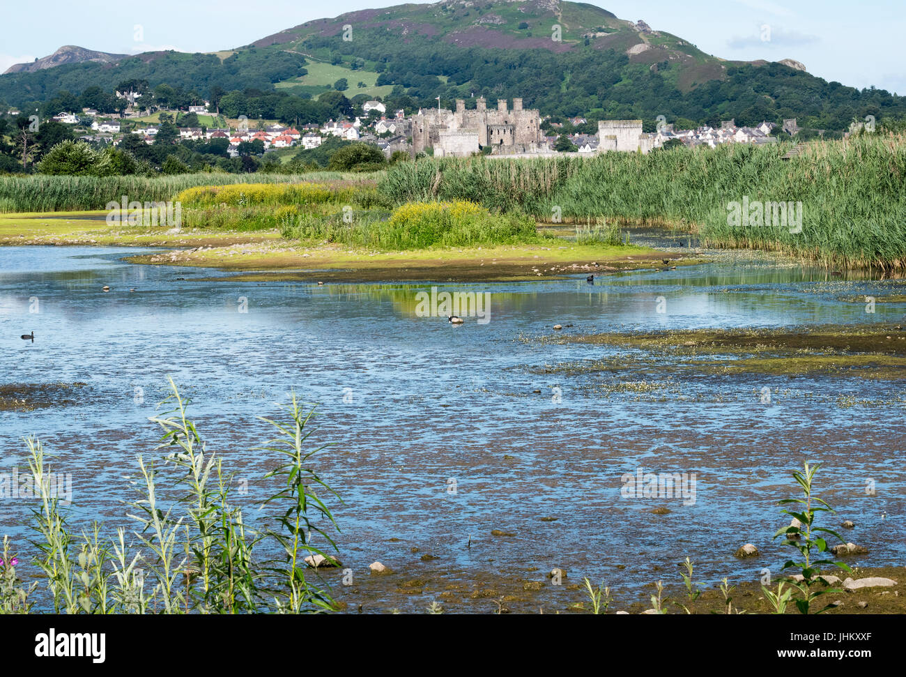 Conwy Castle from the RSPB Nature reserve Conwy Stock Photo