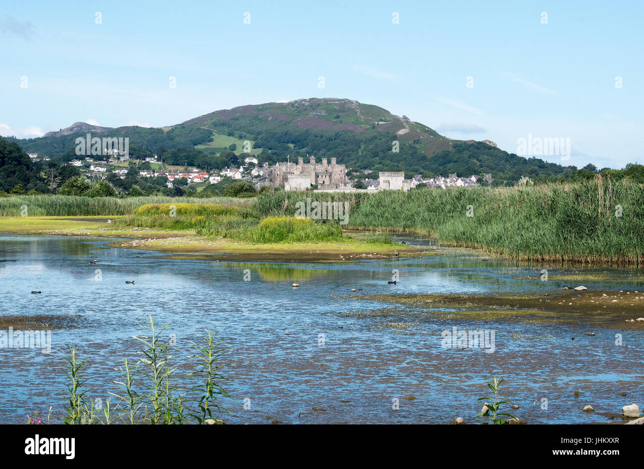 Conwy Castle from the RSPB Nature reserve Conwy Stock Photo