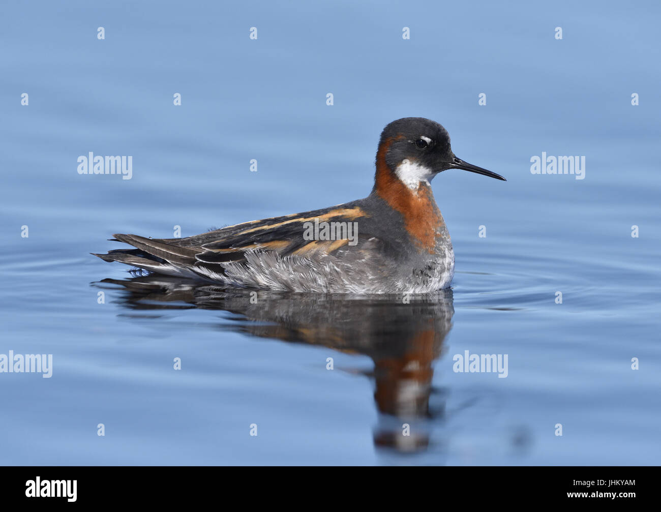 Red-necked Phalarope - Phalaropus lobatus Stock Photo