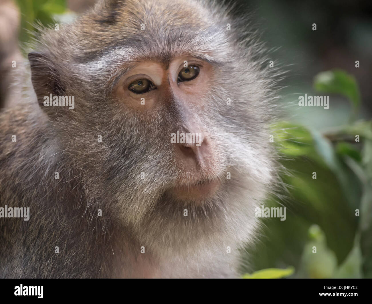 Monkey in Ubud Forest, Bali, Indonesia Stock Photo