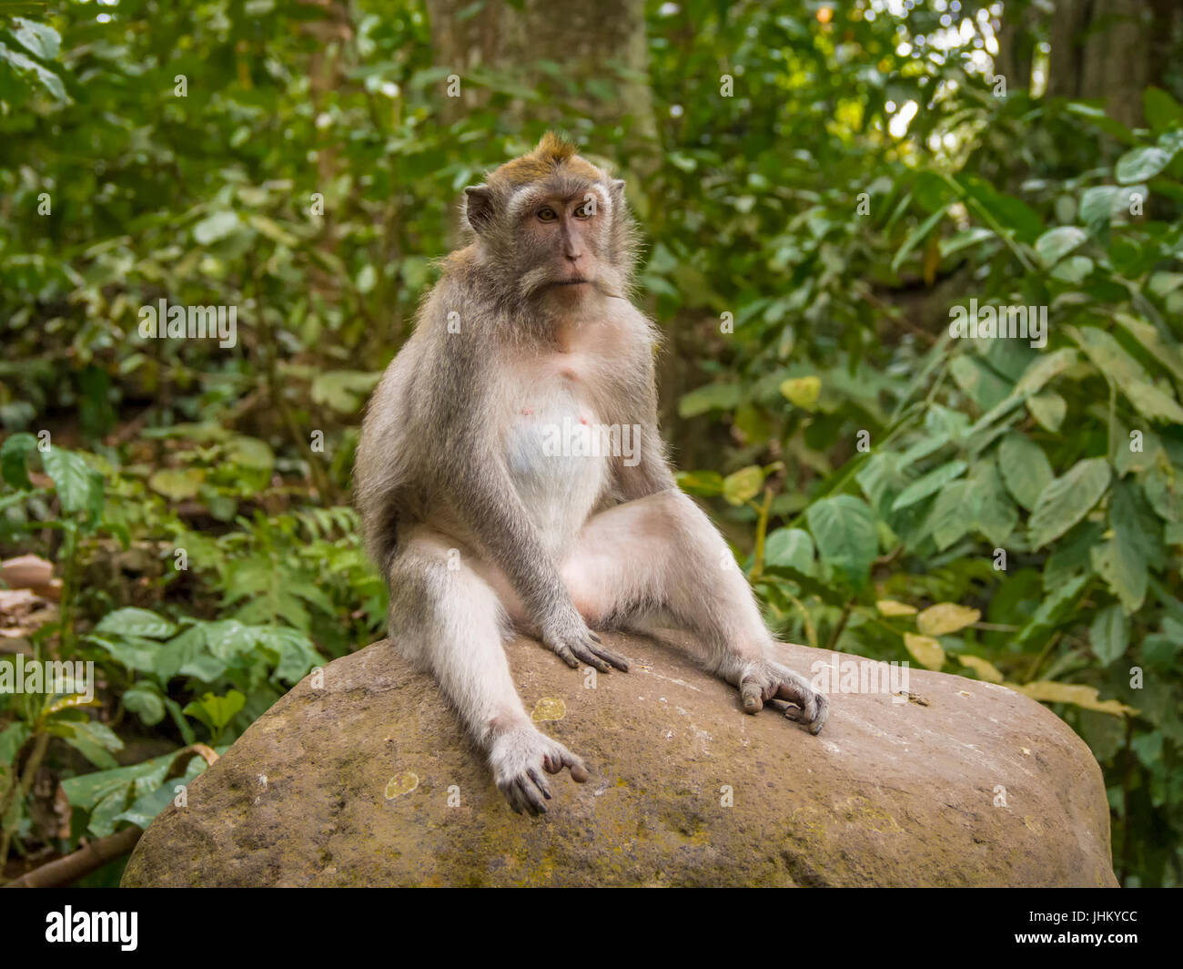 Monkey in Ubud Forest, Bali, Indonesia Stock Photo