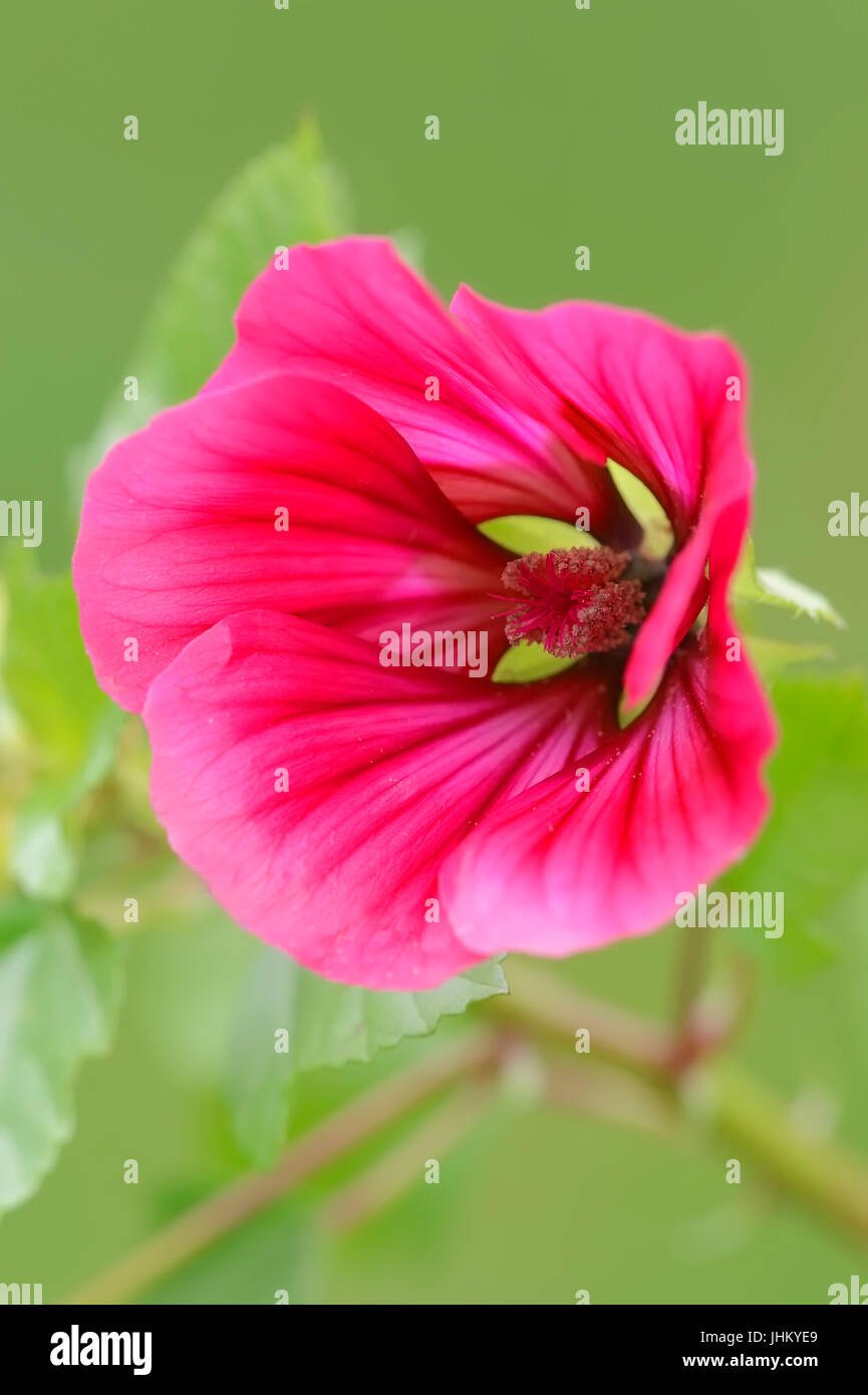 Annual Mallow / (Malope trifida) / Annual Malope, Maloppi, Mallow-wort, Mallowwort, Purple Spanish Mallow | Trichtermalve / (Malope trifida) Stock Photo