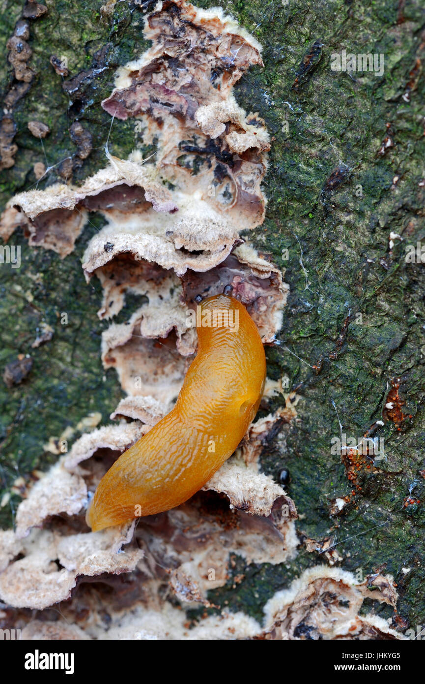 Hedgehog Slug eating mushroom, North Rhine-Westphalia, Germany / (Arion intermedius) / Hedgehog Arion | Kleine Wegschnecke frisst Pilz Stock Photo
