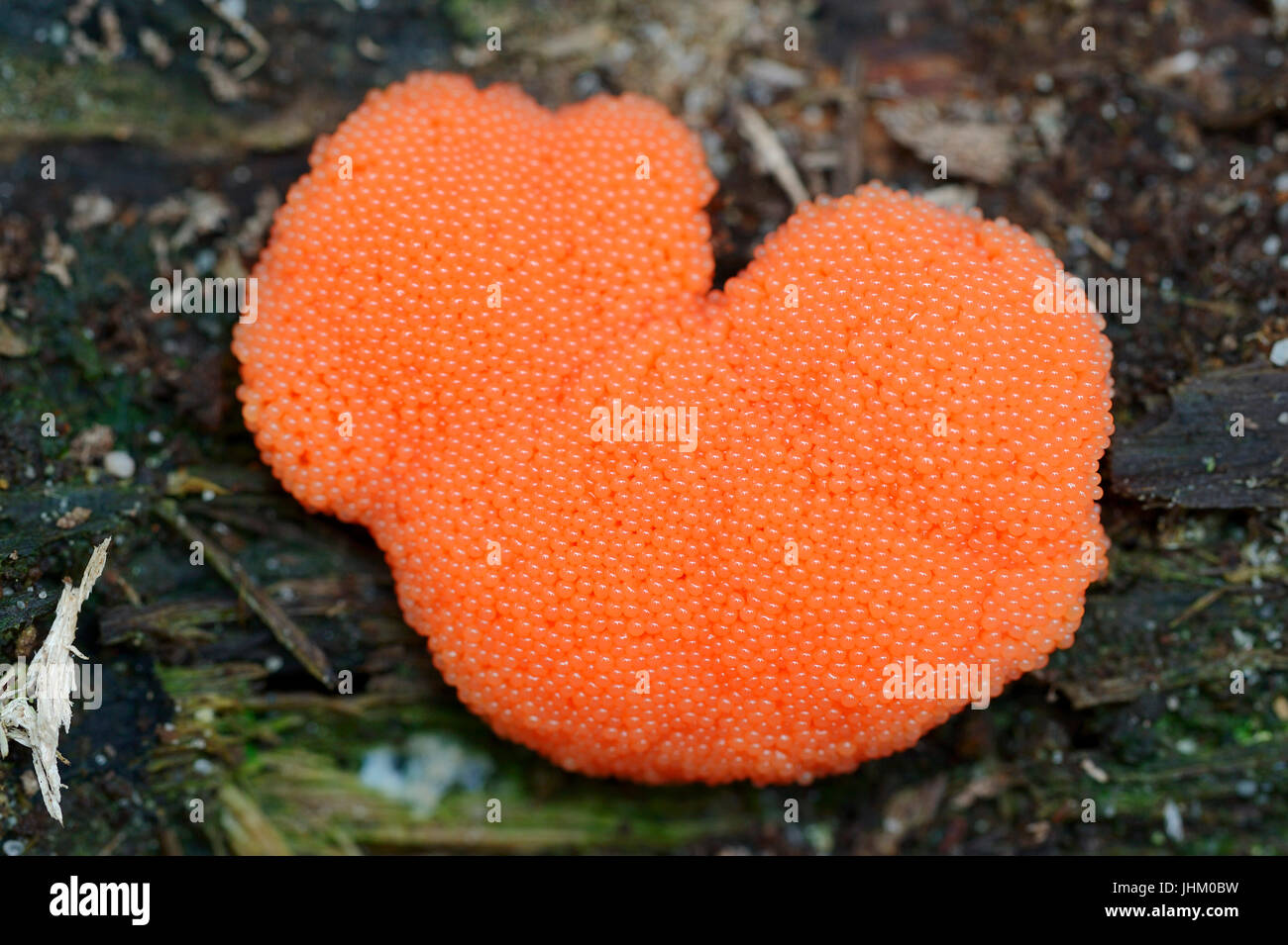 Slime Mold, North Rhine-Westphalia, Germany / (Tubifera ferruginosa, Tubifera ferruginea) / Slime Mould Stock Photo