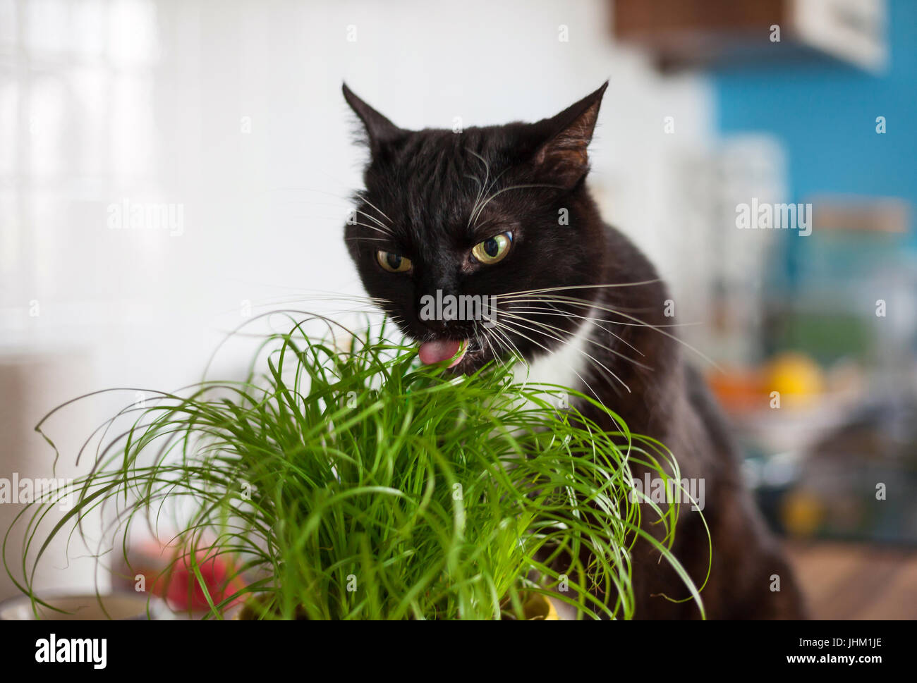 Black cat eating cat grass Stock Photo