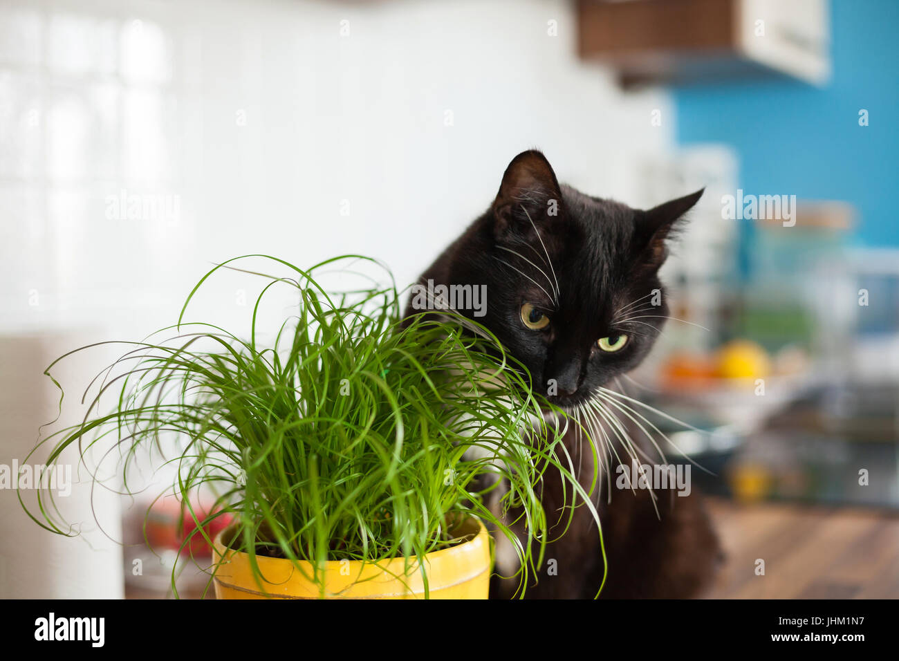 Black cat eating cat grass Stock Photo Alamy