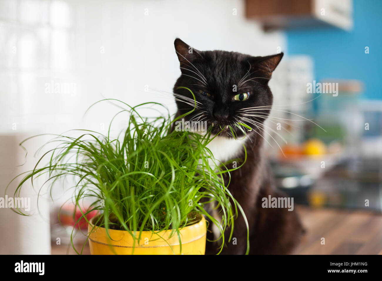 Funny black cat eating cat grass Stock Photo