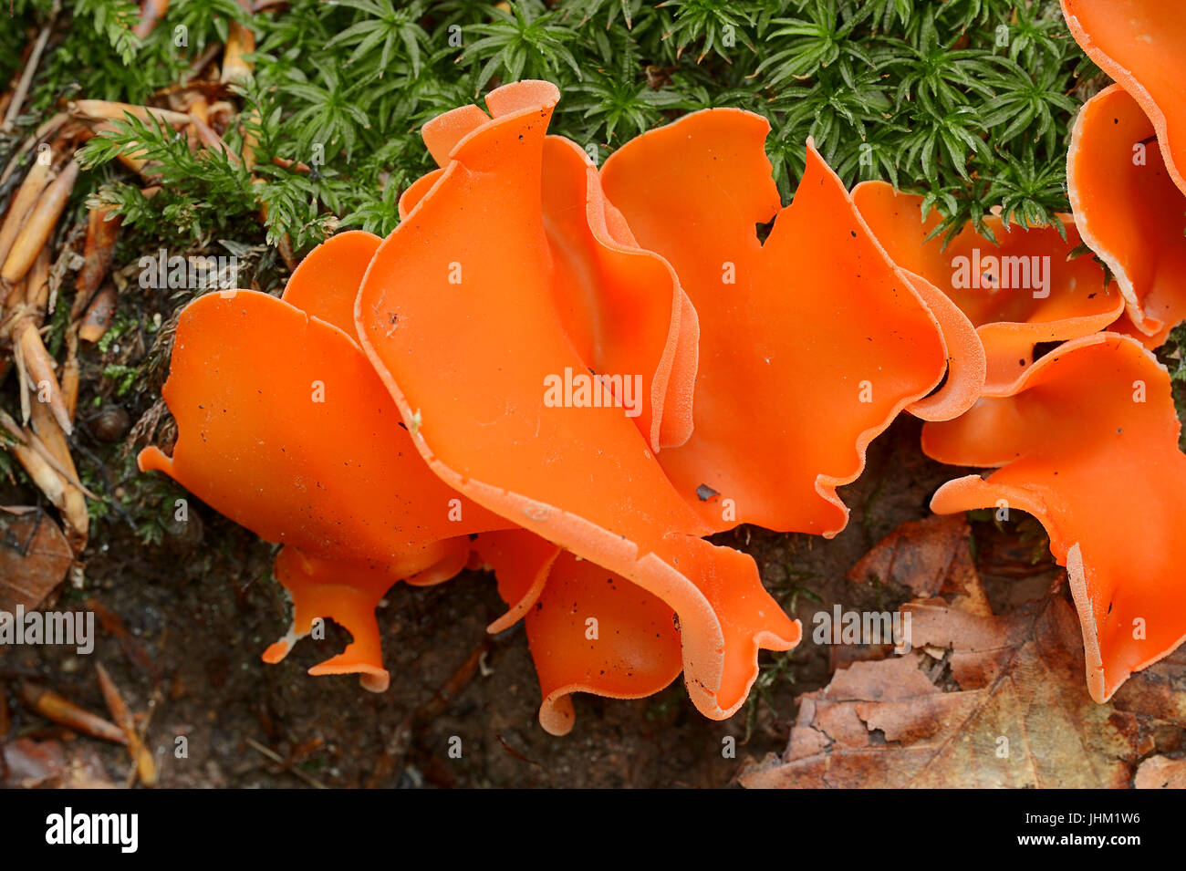 Orange Peel Fungus, North Rhine-Westphalia, Germany / (Aleuria aurantia, Peziza aurantia) | Orangeroter Becherling, Nordrhein-Westfalen, Deutschland Stock Photo