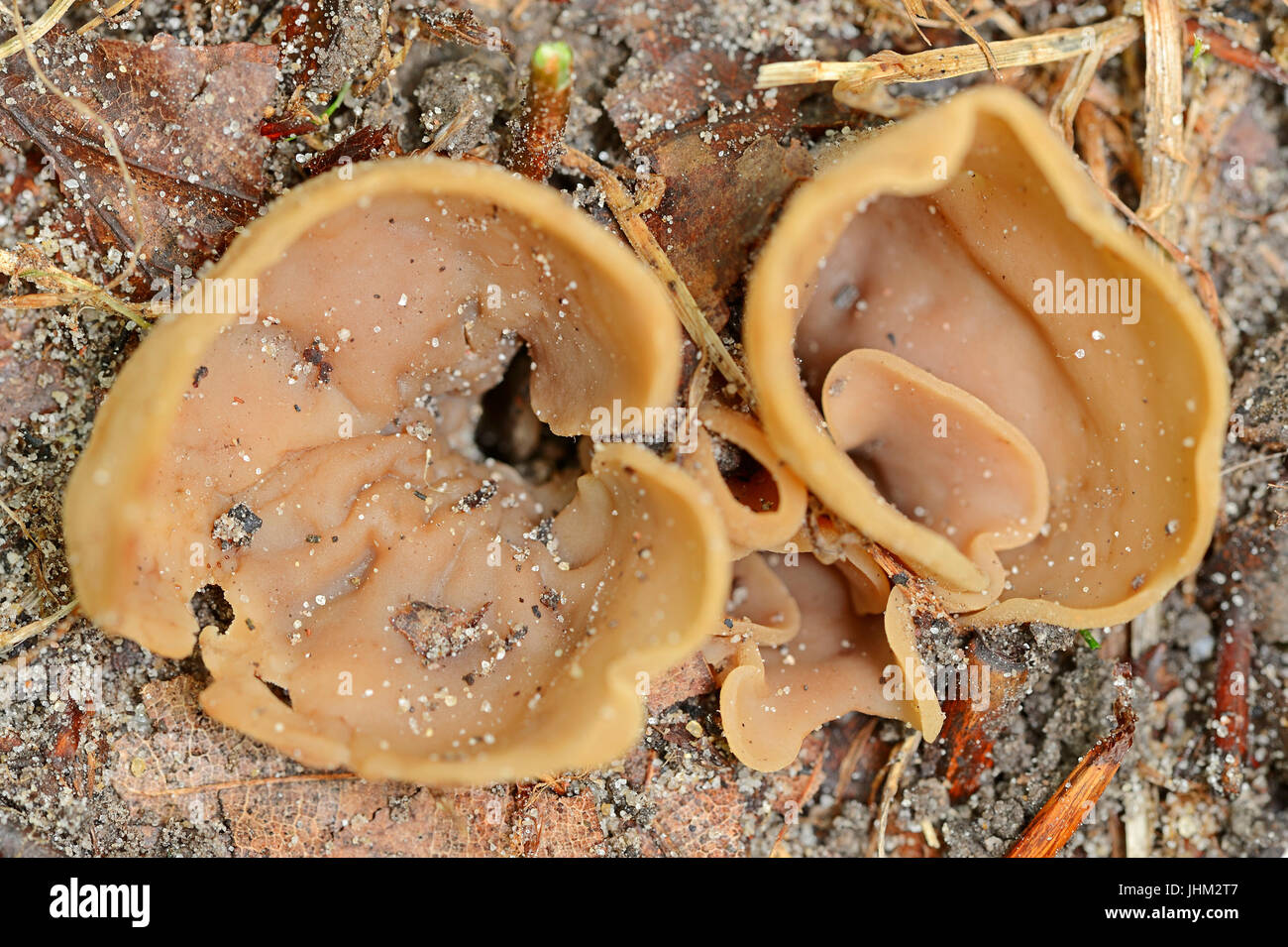 Yellowing Cup, North Rhine-Westphalia, Germany / (Peziza succosa) | Gelbmilchender Becherling, Nordrhein-Westfalen, Deutschland / (Peziza succosa) Stock Photo