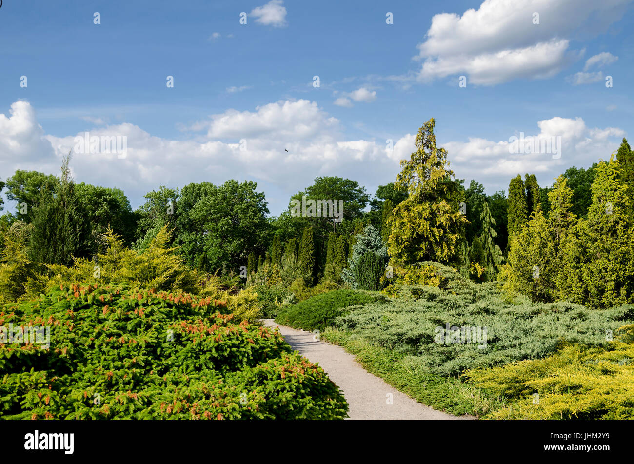 Road in the summer park with summer grass, mixed grass, coniferous trees and shrub Stock Photo