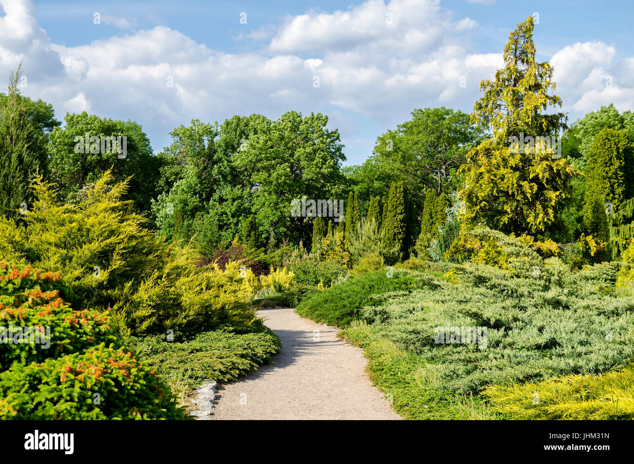 Road in the summer park with summer grass, mixed grass, coniferous trees and shrubs Stock Photo