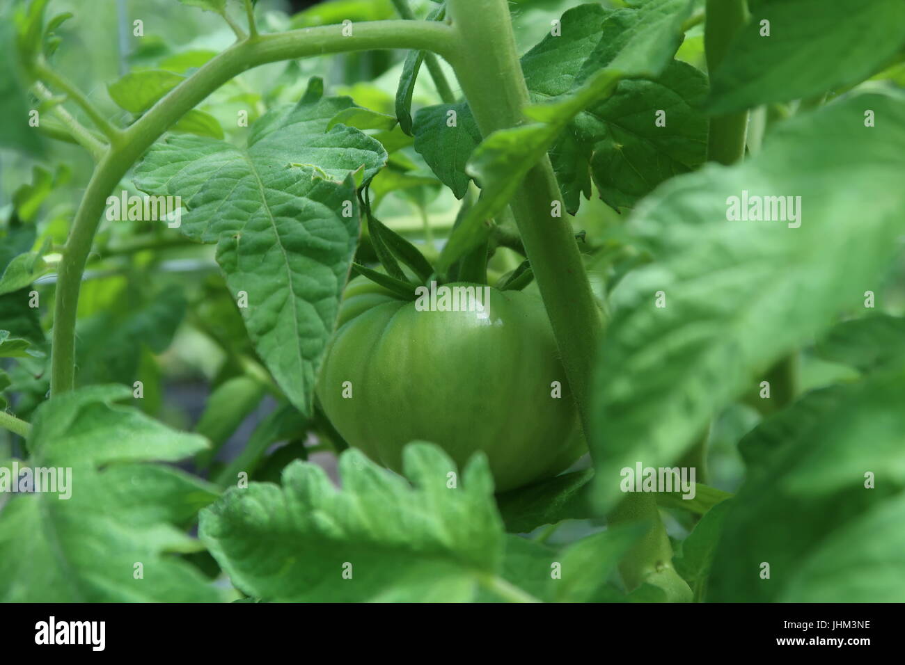 Black Krim tomato, a green heirloom tomato growing on plant Stock Photo