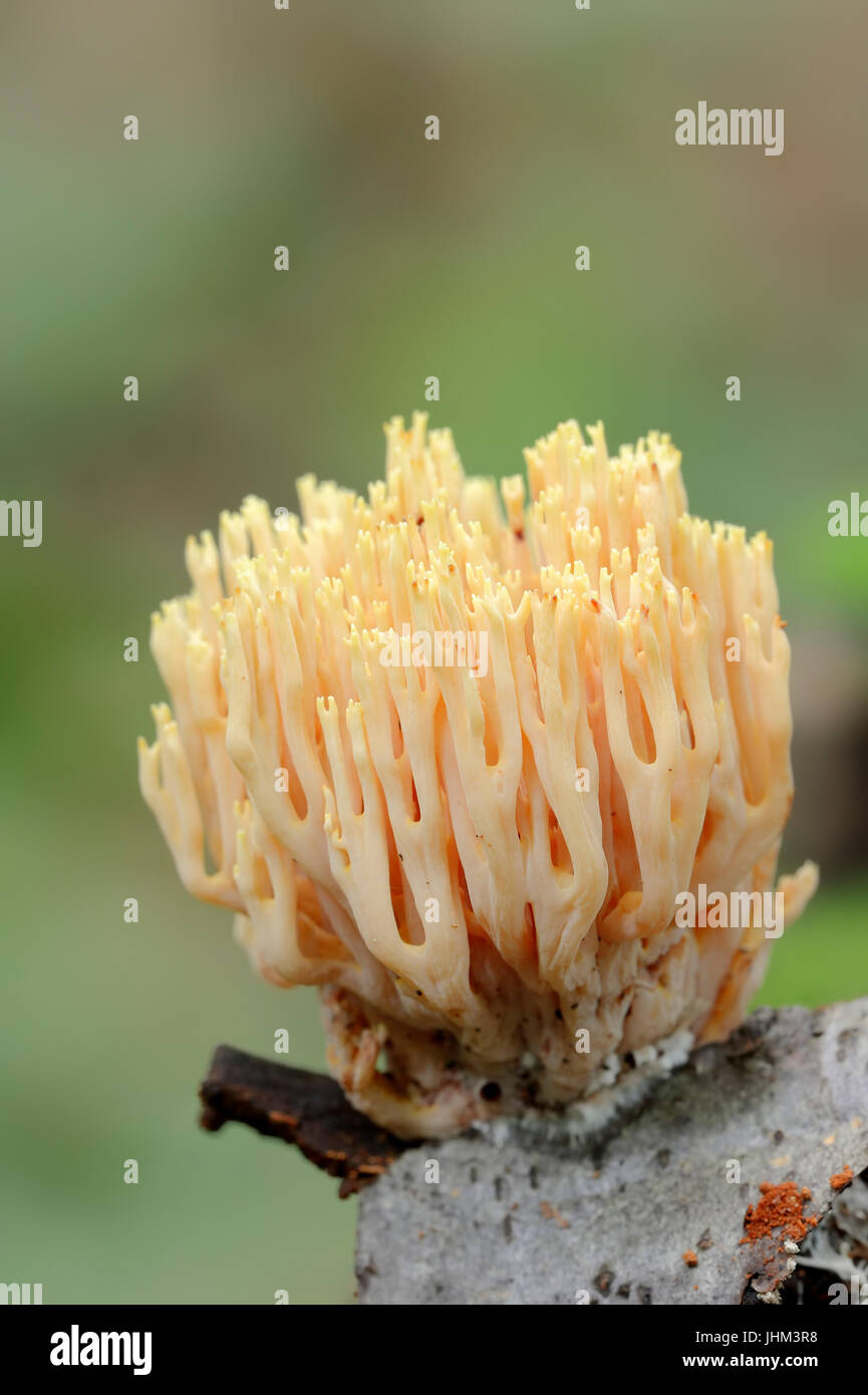 Yellow Tipped Coral, North Rhine-Westphalia, Germany / (Ramaria formosa) / Pink Coral Fungus Stock Photo