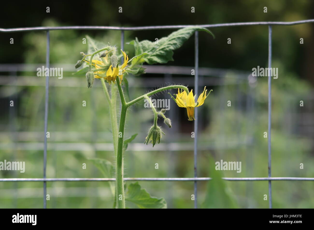 Tomato cage hires stock photography and images Alamy