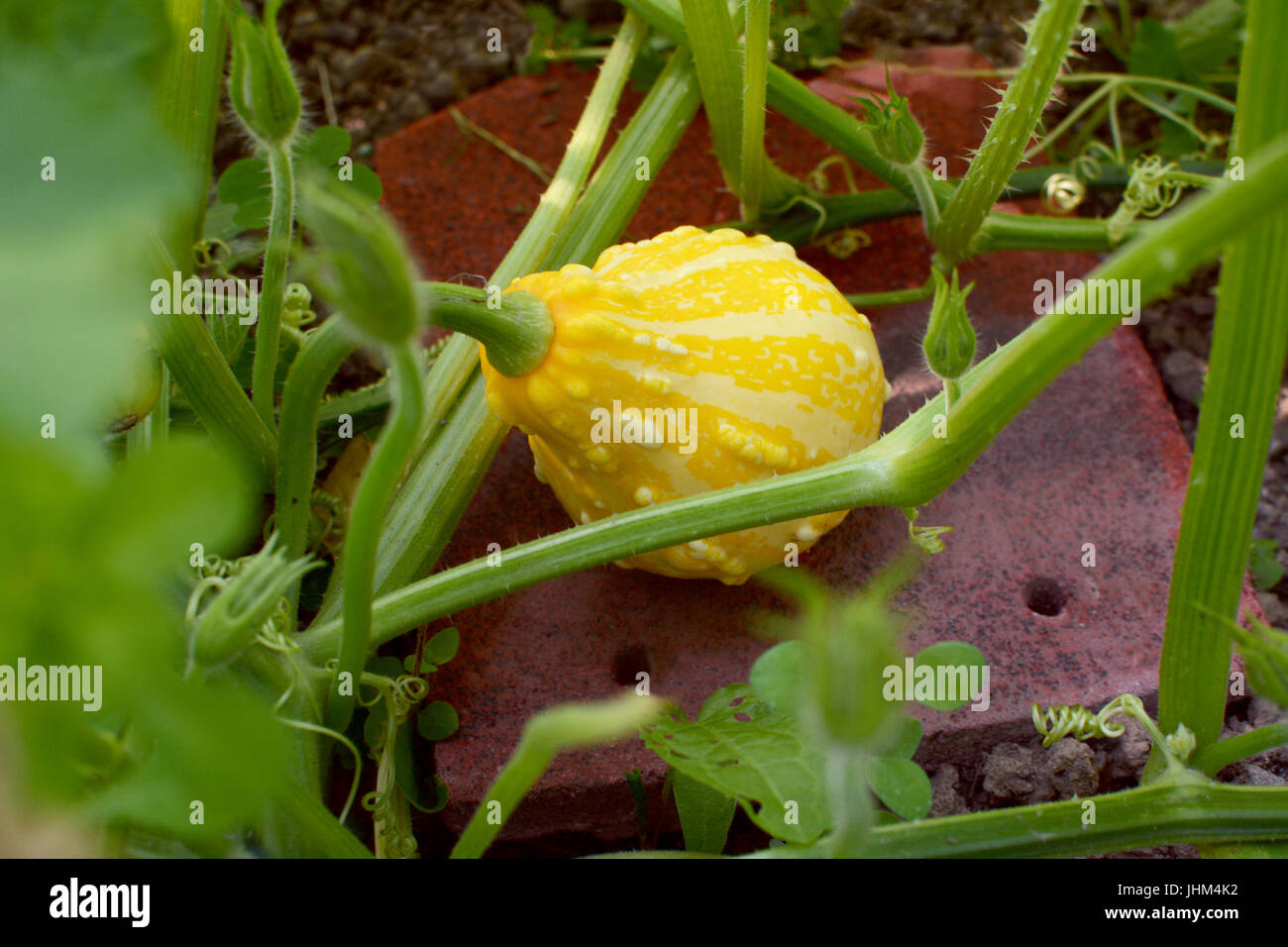 Yellow and cream ornamental gourd grows among dense plant vines and flower buds Stock Photo